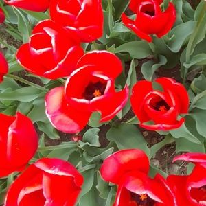 Meet your Posher, Alice